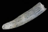 Fossil Pygmy Sperm Whale (Kogiopsis) Tooth #78237-1